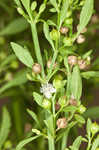 Licorice weed